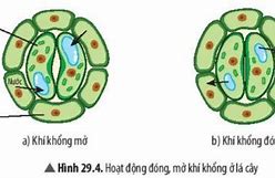 Ứng Động Không Sinh Trưởng Là